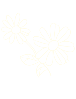 Zeichnung von zwei Kamillenblumen